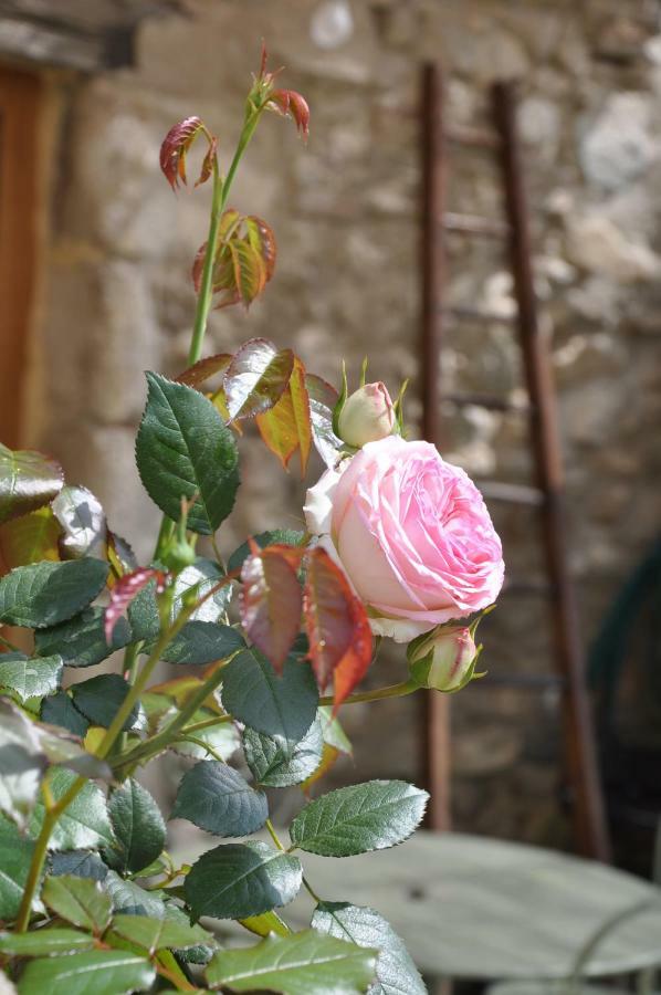 Gites Du Chateau D'Alencon Le Pegue ภายนอก รูปภาพ
